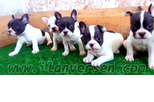 Gürpınar Mah. French bulldog ilanları
