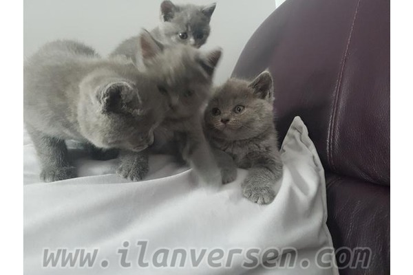 Bayraklı Mah. kedi fiyatları