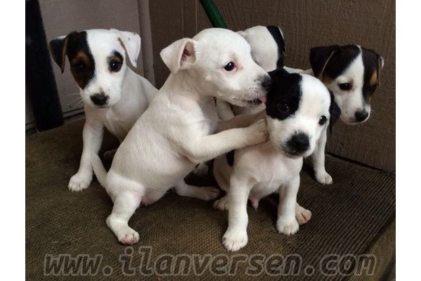 Jack Russel terrier yaş 0-3 Aylık Alibeyköy Mah.