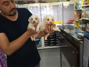 yaş 0-3 Aylık köpek Ayrancı Mah.