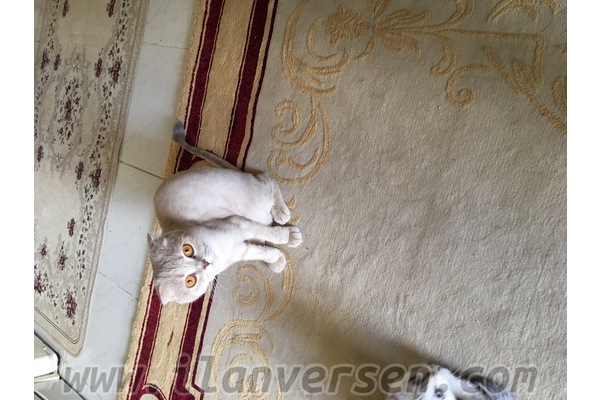 Scottish fold 1