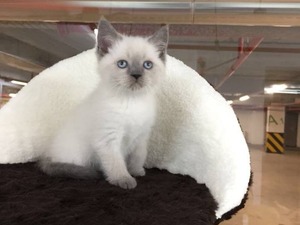 British shorthair Dişi Balat Mah.