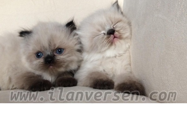 İran kedi Kadıköy