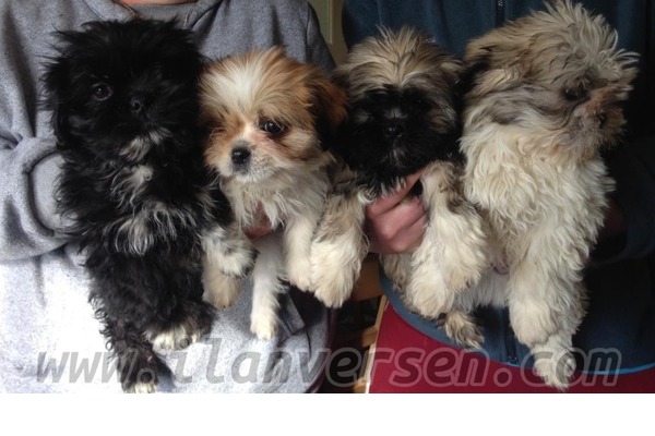Dağlıoğlu Mah. köpek fiyatları