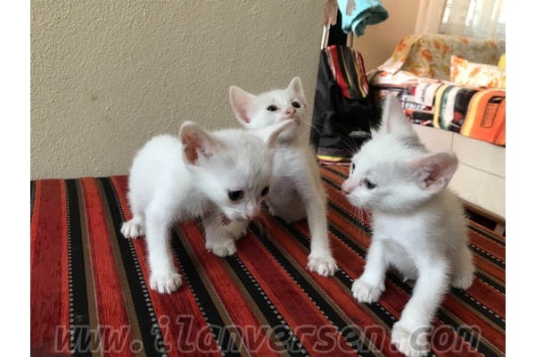 Van Sahibinden Demirkapı Mah.