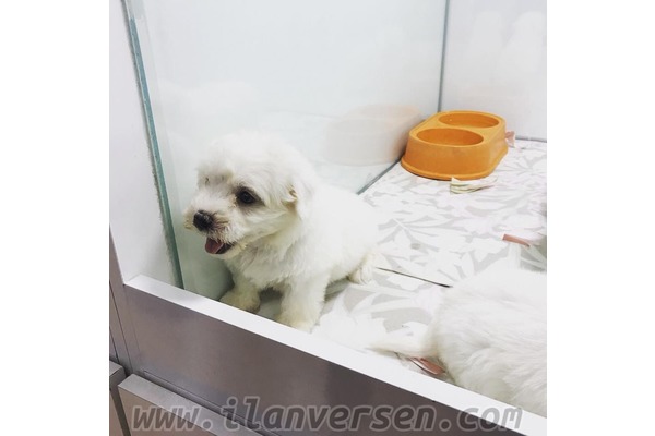 köpek Maltese terrier fiyatları