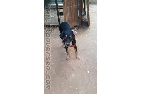 Rottweiler Sahibinden Kültür Mah.