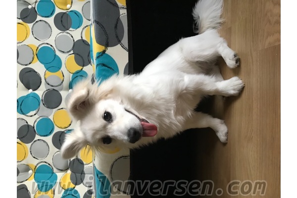 Göztepe Mah. köpek ilanları