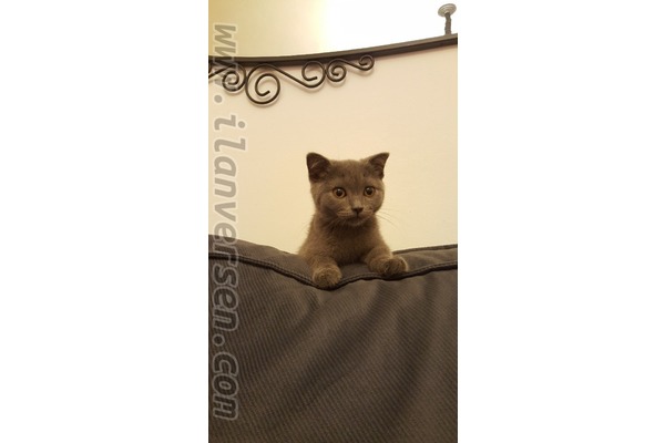 Scottish fold ilanları