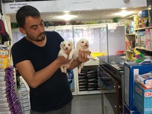 uygun rottweiler Maltese terrier Dişi ve Erkek köpek