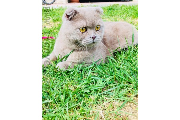 Yüzüncü Yıl Mah. kedi ilanı