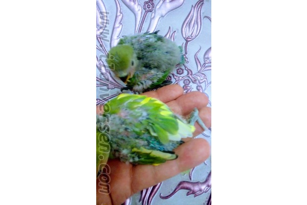 Sevgi sevda papağanları.
