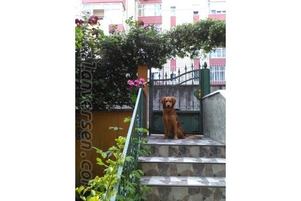 köpek Golden retriever fiyatları