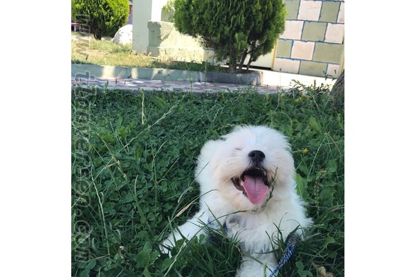 Maltese terrier 1300 TL Dr. Ziya Kaya Mah.