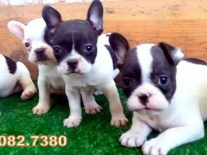 Koşukavak Mah. French bulldog ilanları