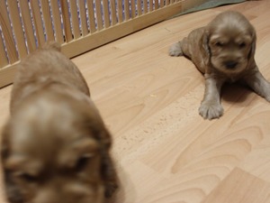 English coccer Dişi ve Erkek köpek