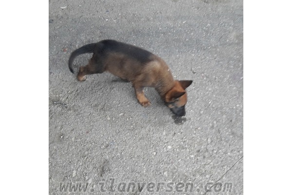 Dişi ve Erkek Sahibinden Yeşilyurt Mah.