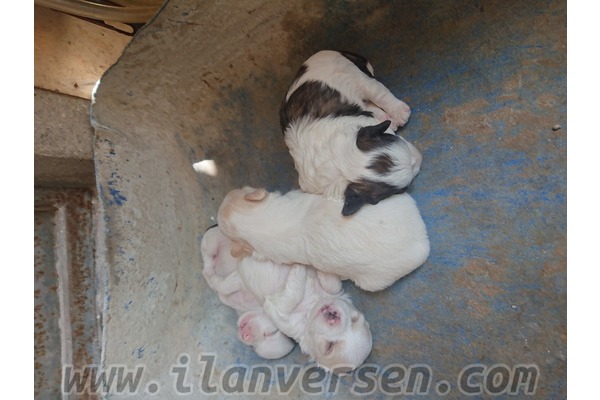 köpek Malta terrier fiyatları