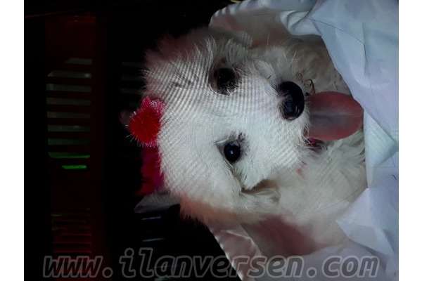 Altıntepsi Mah. köpek ilanları