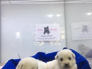 beyaz yorkshire terrier Maltese terrier yaş 0-3 Aylık