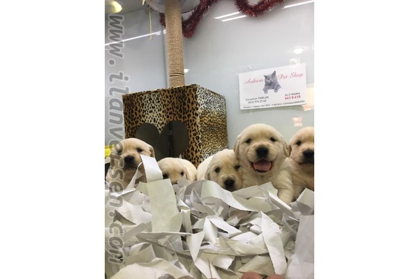 Golden retriever Dişi ve Erkek köpek