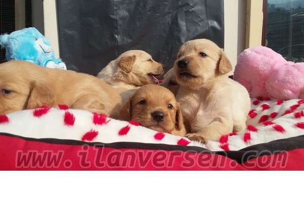 Golden retriever köpek Güzelbahçe