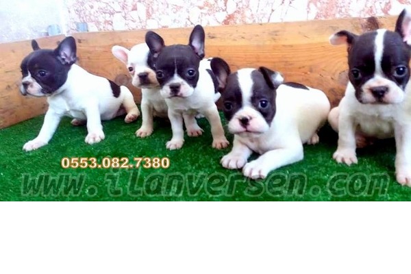 French bulldog Sahibinden 1 TL