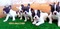 French bulldog Sahibinden 1 TL