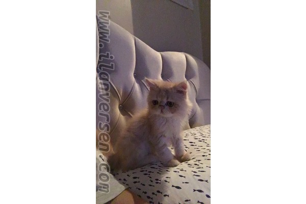 Yeşilyurt Mah. kedi ilanı