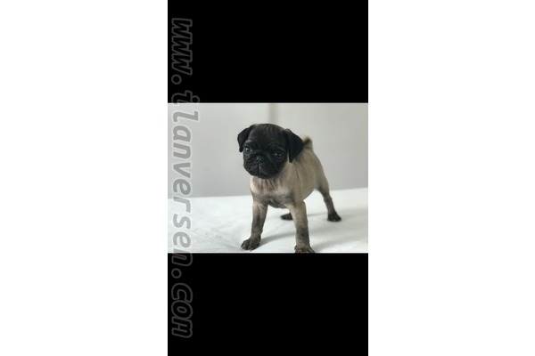 Pug 1000 TL Hurma Mah.