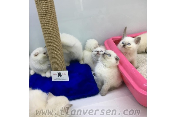 kedi Scottish fold fiyatları