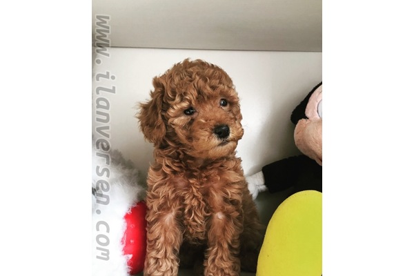 Caddebostan Mah. köpek ilanları