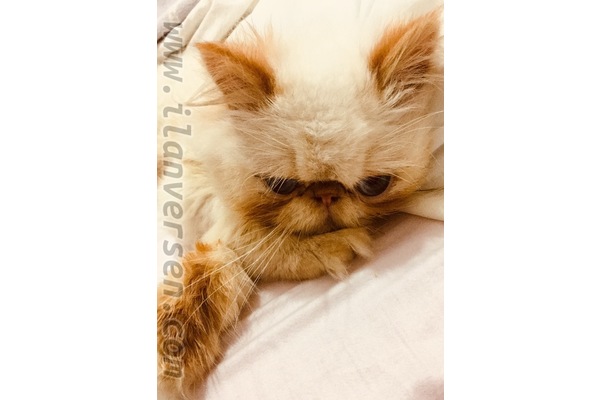 Orhanlı Mah. kedi ilanı ver