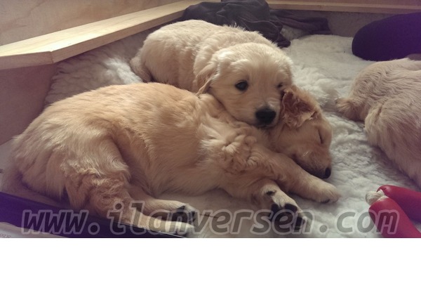 Merkez Efendi Mah. köpek fiyatları