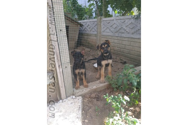 köpek ilanlari Pazarcık Mah.