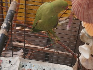 yeşil papağan Gümüşpala Mah. Papağan ilanları