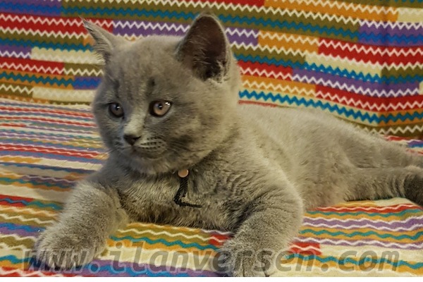 British shorthair Sahibinden Atakent Mah.