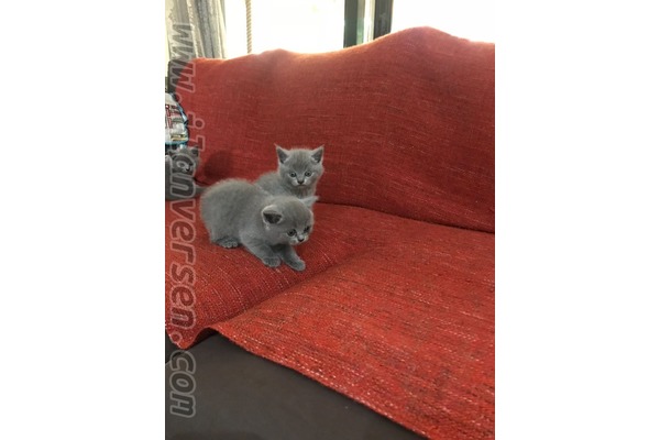British shorthair 0-3 Aylık Örnekköy Mah.