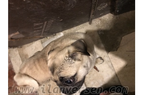 Pug Dişi köpek