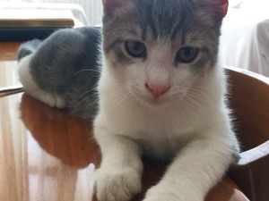 Diğer kedi ırkı Aksaray Mah.