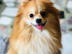 2 yaşında dişi pomeranian pomerian