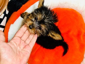 Ahmet Yesevi Mah. köpek ilanları