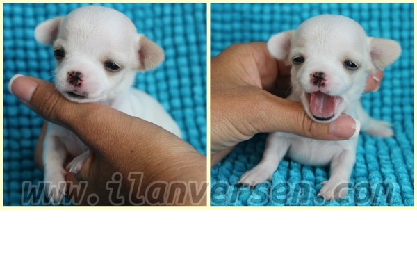 Chihuahua Dişi ve Erkek Side