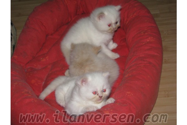 İran İlk hayvan bakacaklara