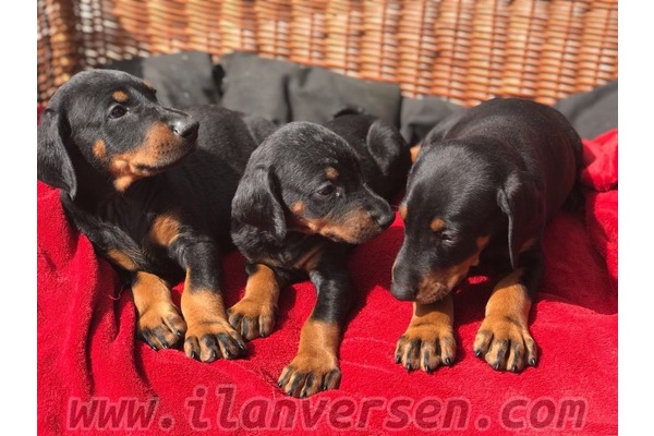 Doberman Sahibinden 1000 TL