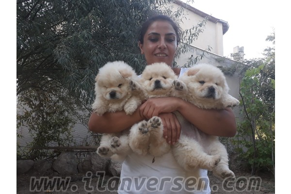 Bağbaşı Mah. köpek fiyatları