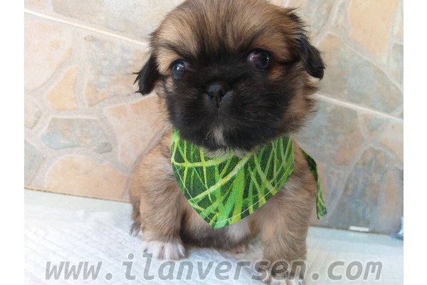 Refet Bele Mah. köpek ilanı