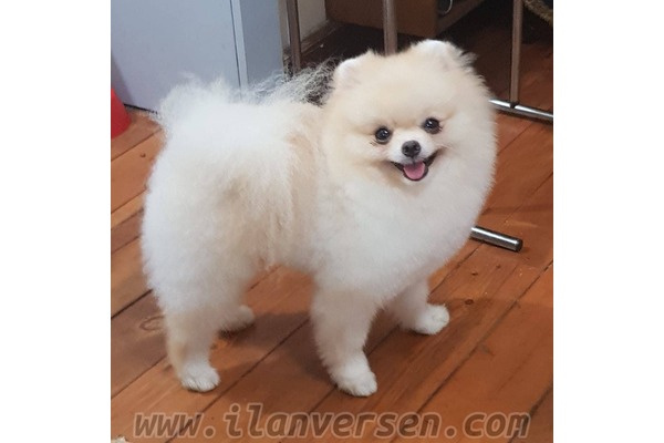 Pomeranian Erkek Çengelköy Mah.