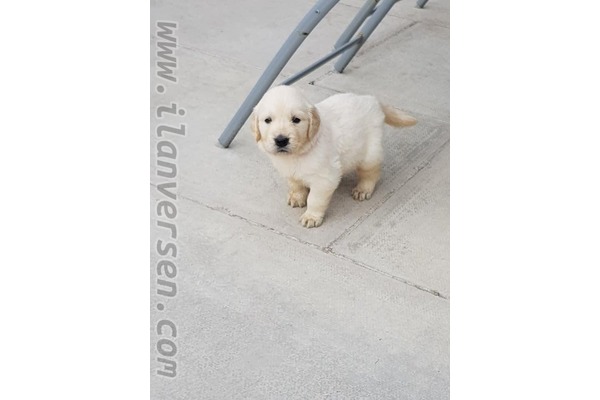 Golden retriever yaş 0-3 Aylık