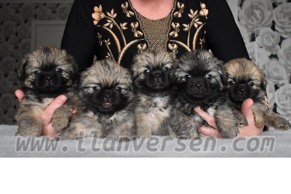 Konak Mah. köpek fiyatları